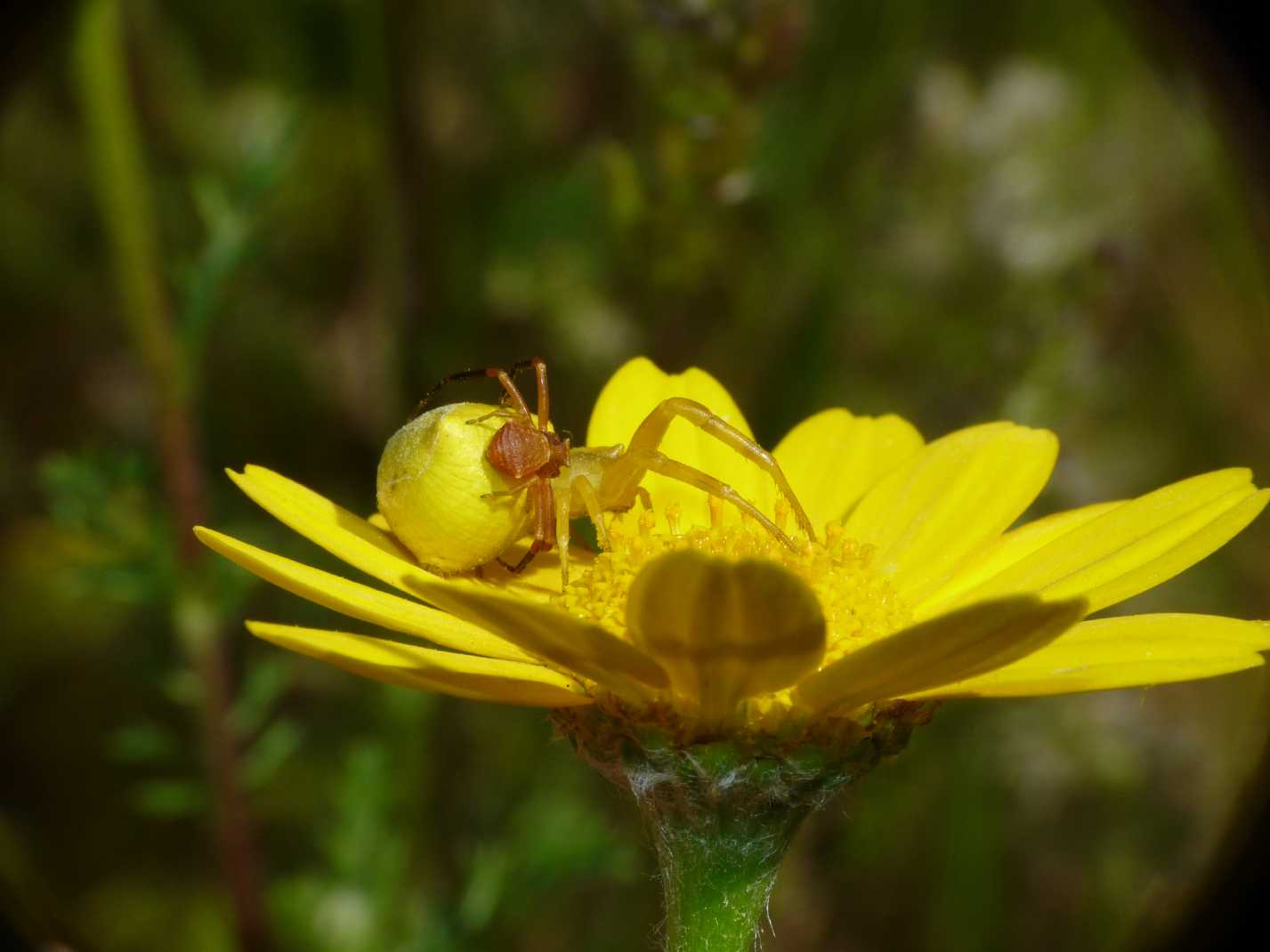Thomisus onustus - Accoppiamento